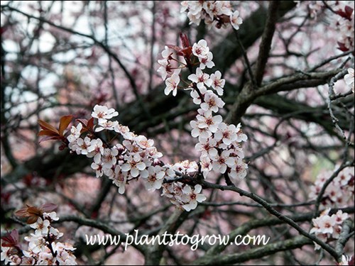 The tree is blooming before the leaves emerge